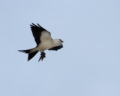 Swallow Tail Kite with Hatchling.jpg