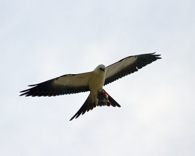 Swallow Tail KIte with Meal.jpg
