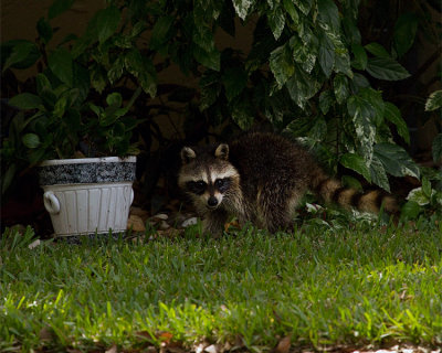 Suburban Racoon.jpg