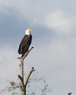 Eagle on the Perch.jpg