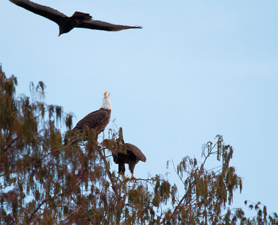 Eagle Screaming at a Black Vulture.jpg
