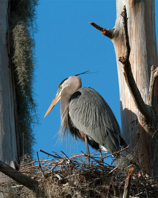 Great Blue Heron on the Nest.jpg