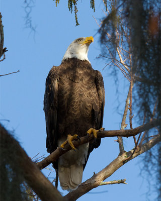 Bald Eagle on a Branch.jpg