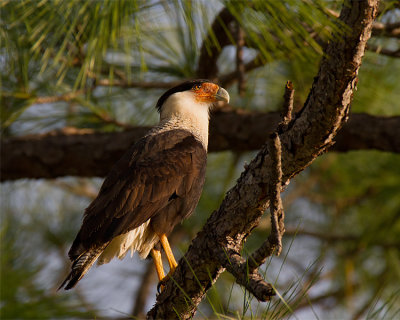 Caracara near Punta Gorda.jpg