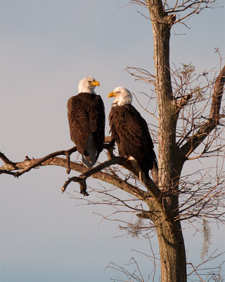 Bald Eagle Couple.jpg