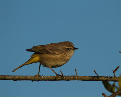 Bird on a Twig.jpg