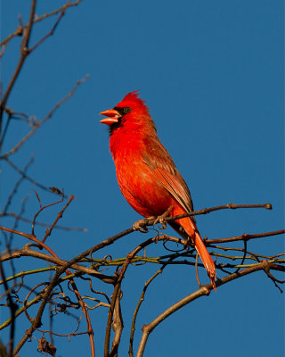 Cardinal Singing.jpg