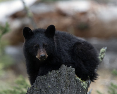 Black Bear Cub on a Stump at Calcite Springs.jpg