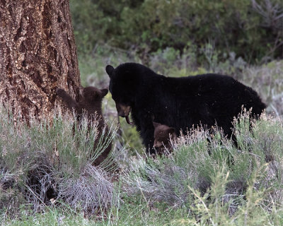Black Bear with Cinnamon Cubs.jpg