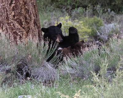 Black Bear Nursing.jpg