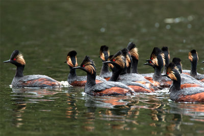 Eared Grebes at Trout Lake.jpg