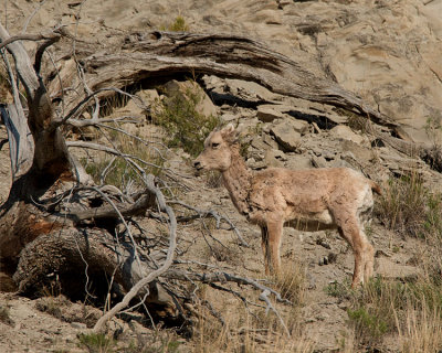 Bighorn Lamb in Gardiner Canyon.jpg