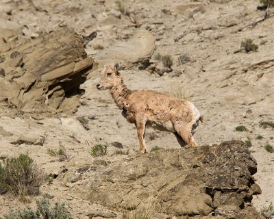 Bighorn Lamb on the Rock.jpg