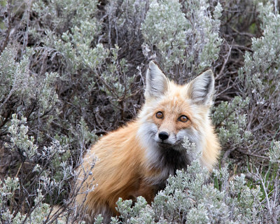 Fox in the Sage.jpg
