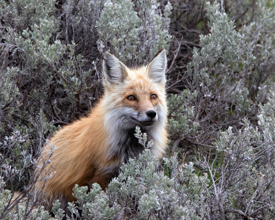 Red Fox on Watch.jpg