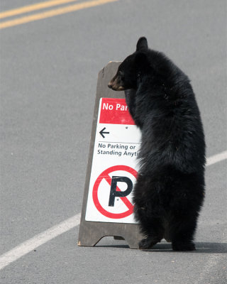 Cub Playing with Sign.jpg