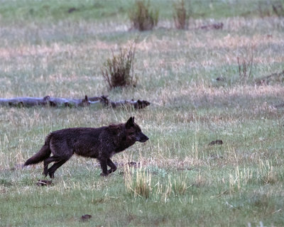 Wolf at Slough Creek.jpg