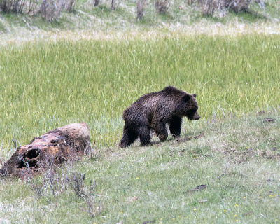 Grizzly at Slough Creek.jpg