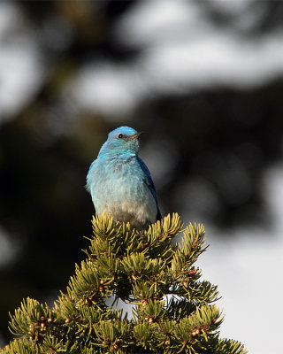 Mountain Bluebird.jpg