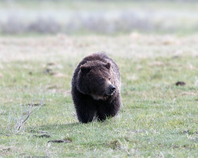Grizzly Near Mud Volcano Close Up.jpg
