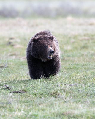 Grizzly with Mouth Open.jpg