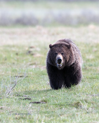 Grizzly Head On.jpg