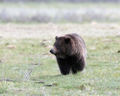 Grizzly in the Field Past Mud Volcano.jpg