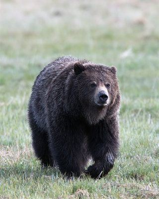 Grizzly Vertical.jpg