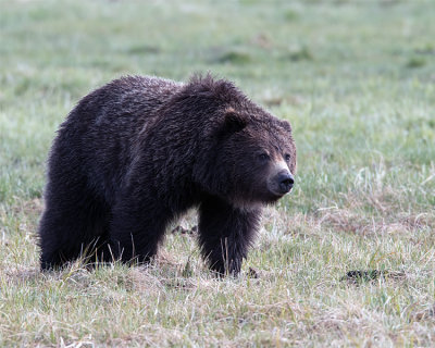 Grizzly.jpg