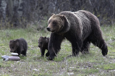 Grizzly 610 with her Cubs.jpg