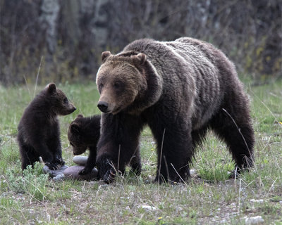 Grizzly 610 with her two Cubs of the Year.jpg