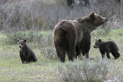 Grizzly Family.jpg