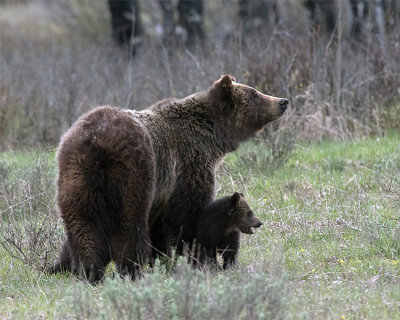 Mama Bear.jpg
