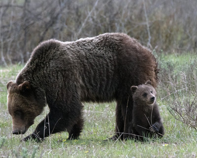 Grizzly 610 with Cub.jpg