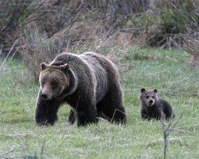 Bear Family.jpg
