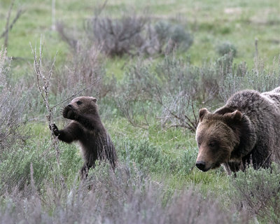 Grizzly Cub Playing with Sage.jpg