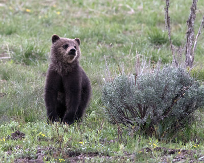 Grizzly Cub in the Sage.jpg