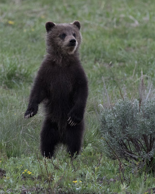 Grizzly Cub Standing.jpg