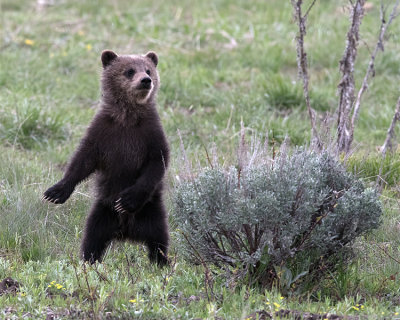 Dancing Bear.jpg