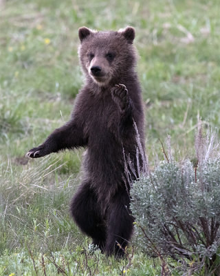 Kung Fu Grizzly.jpg