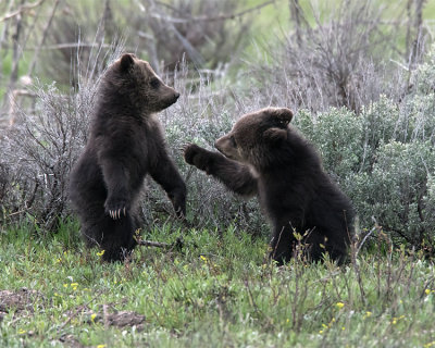 Grizzly Cubs Standing.jpg