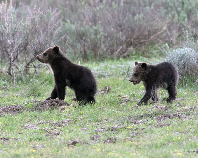 Grizzly Cubs.jpg