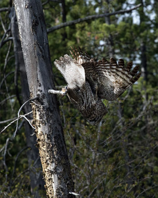 Owl Launching off a Perch.jpg