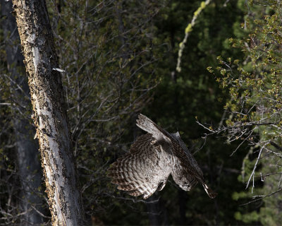 Owl Swooping Down from a Perch.jpg
