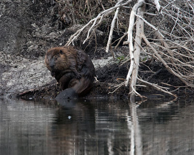 Beaver Near Cattlemans Bridge.jpg