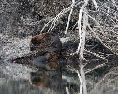 Beaver Grooming.jpg