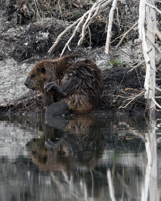 Beaver Scratching an Itch.jpg
