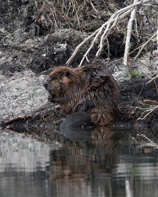 Beaver on the Shore.jpg