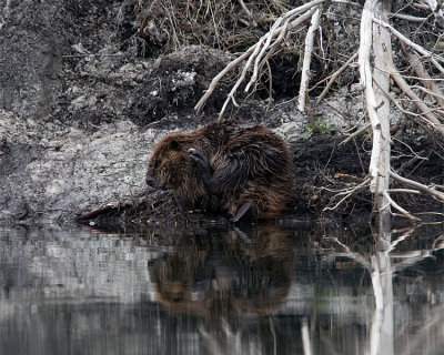 Teton Beaver.jpg