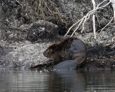 Wet Beaver.jpg